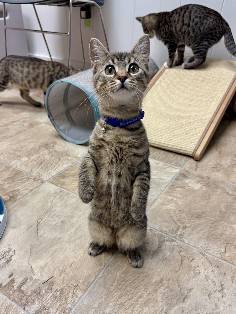 Shoots, Adoptable, Kitten Female Domestic Short Hair & Tabby.
