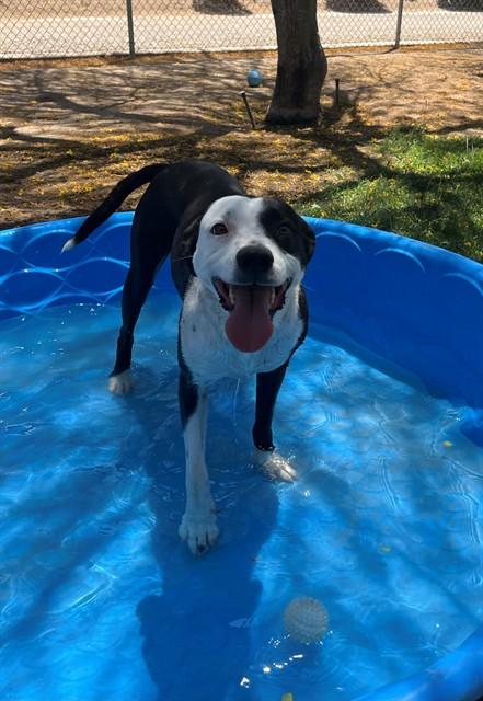 YINGYANG, Adoptable, Adult Female Pit Bull Terrier & Mixed Breed.