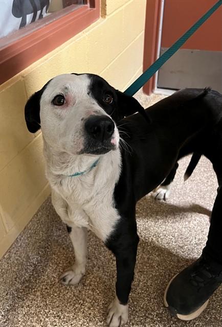 YINGYANG, Adoptable, Adult Female Pit Bull Terrier & Mixed Breed.