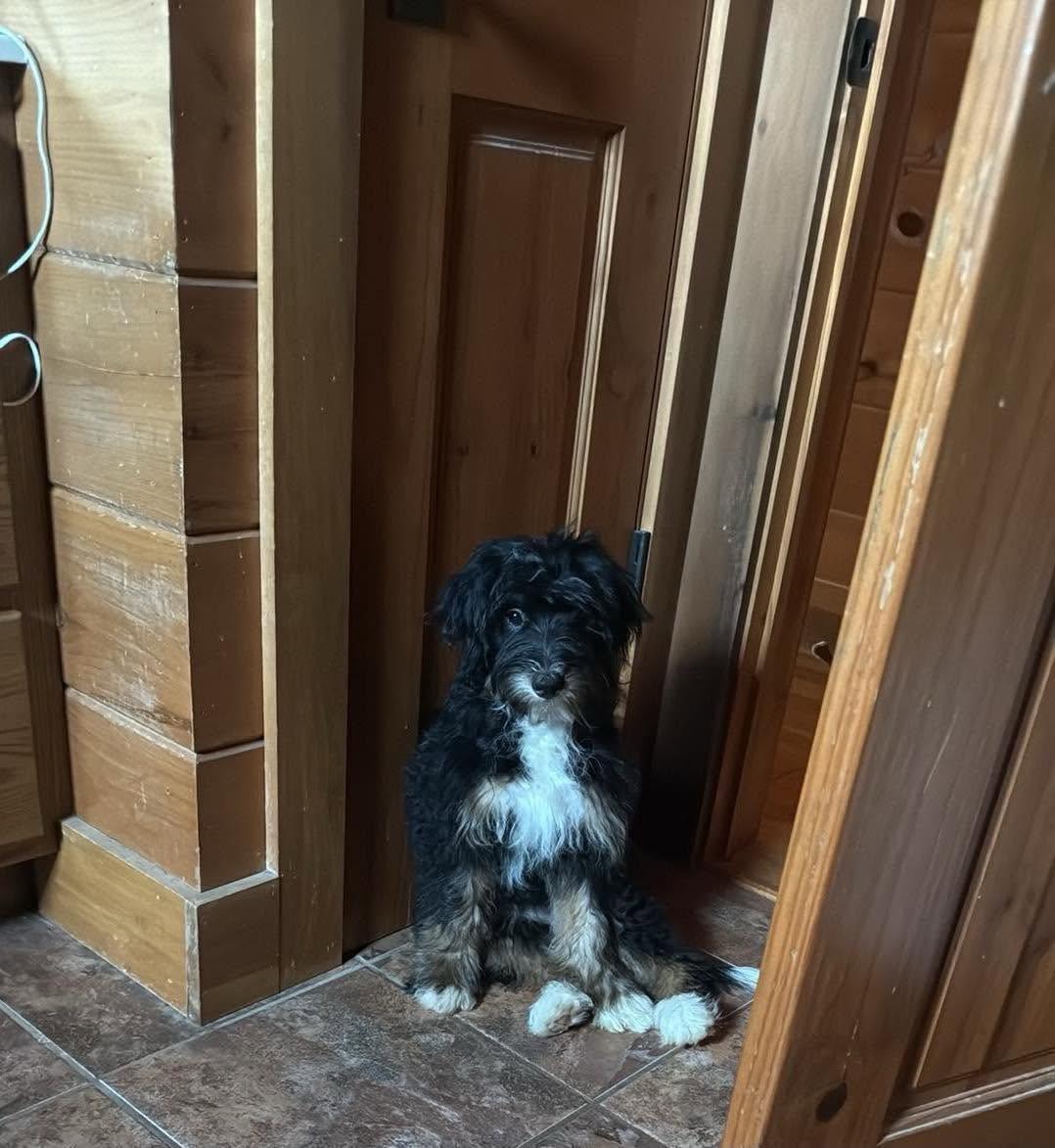 Chiffon, a ADOPTABLE Bernadoodle in St. Clairsville, OH image 2/3