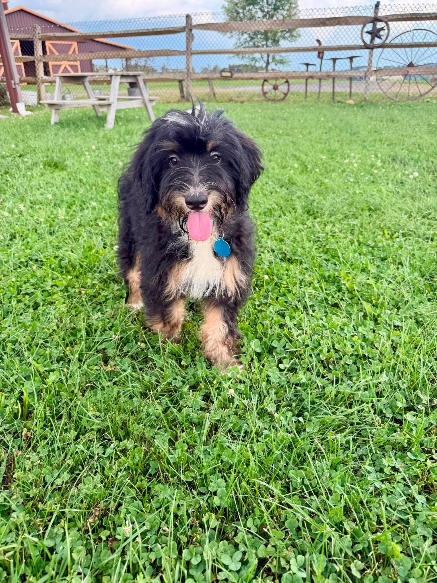 Chiffon, a ADOPTABLE Bernadoodle in St. Clairsville, OH image 1/3