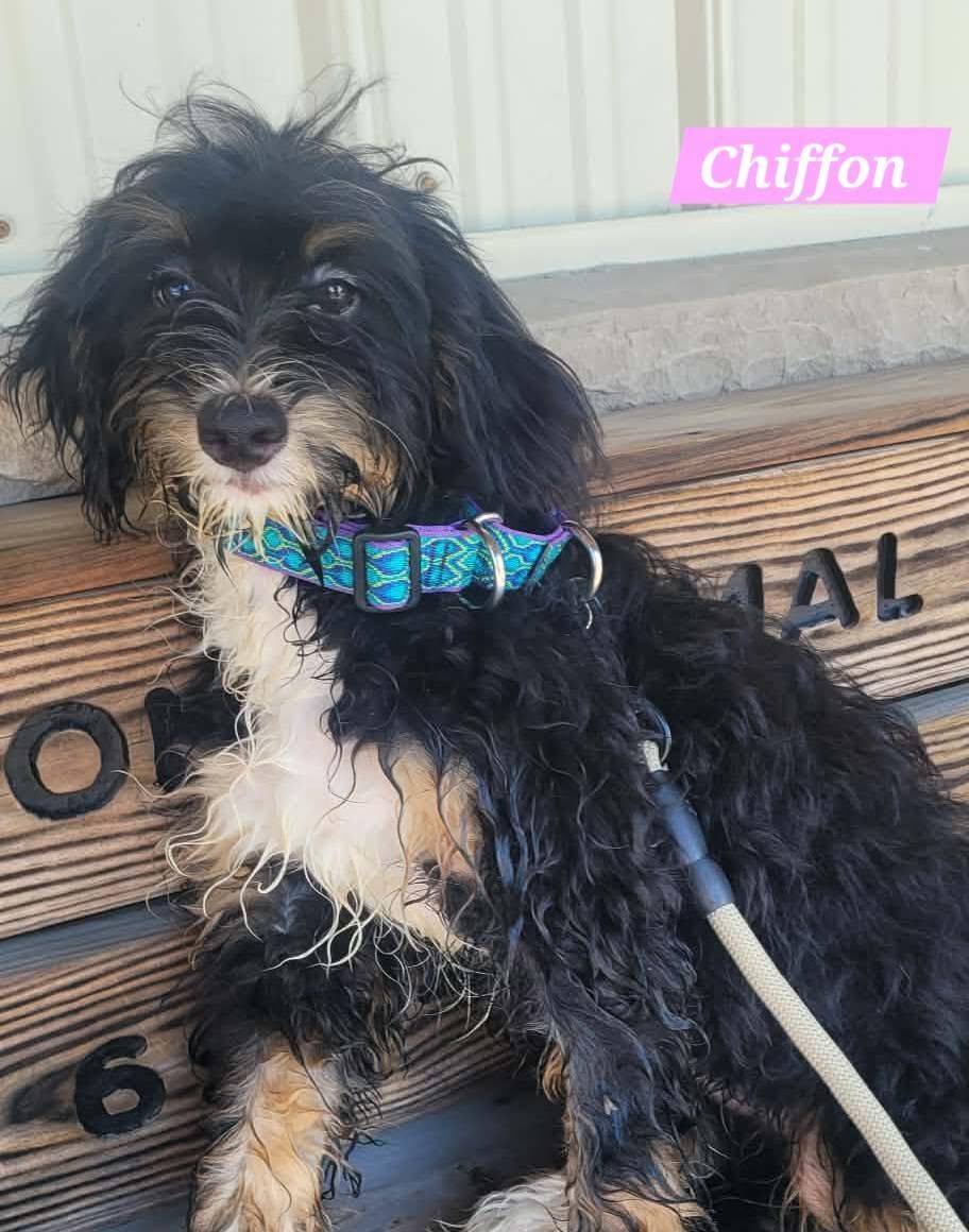 Chiffon, a ADOPTABLE Bernadoodle in St. Clairsville, OH image 3/3