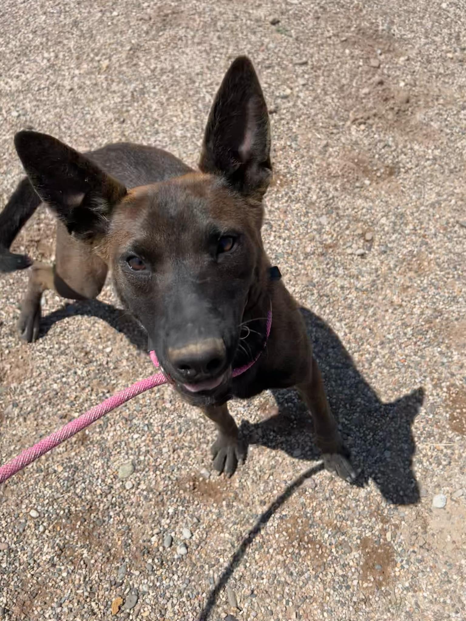 Rizzo, a Adoptable Belgian Shepherd / Malinois in Deming, NM image 1/3