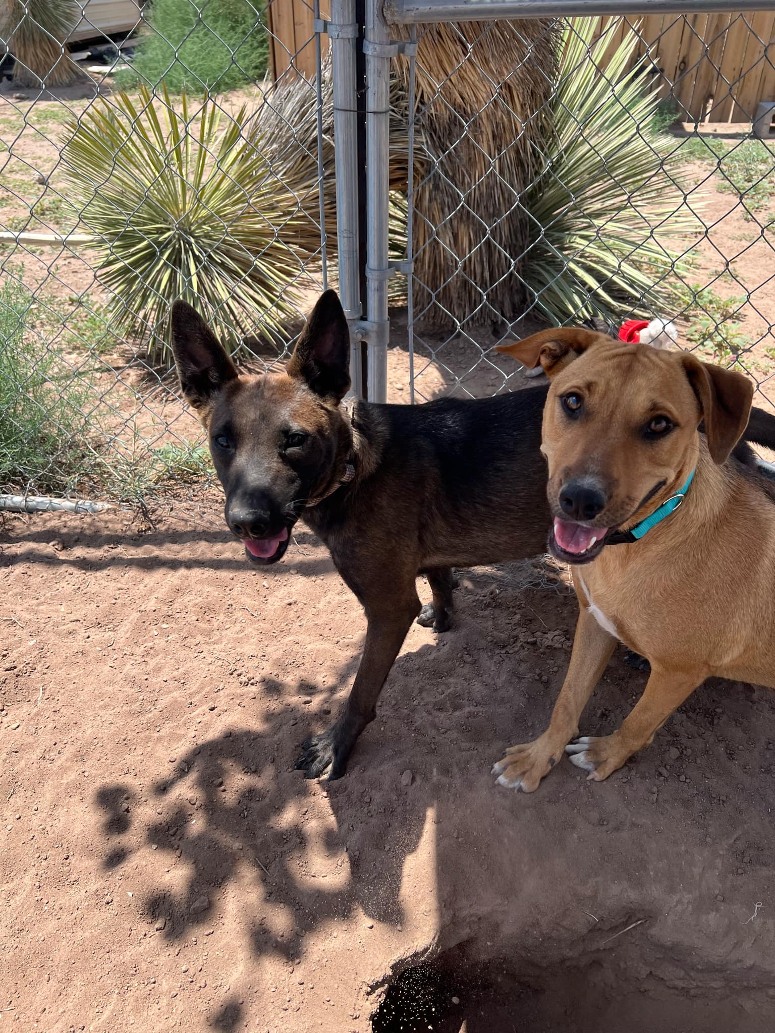 Rizzo, a Adoptable Belgian Shepherd / Malinois in Deming, NM image 2/3