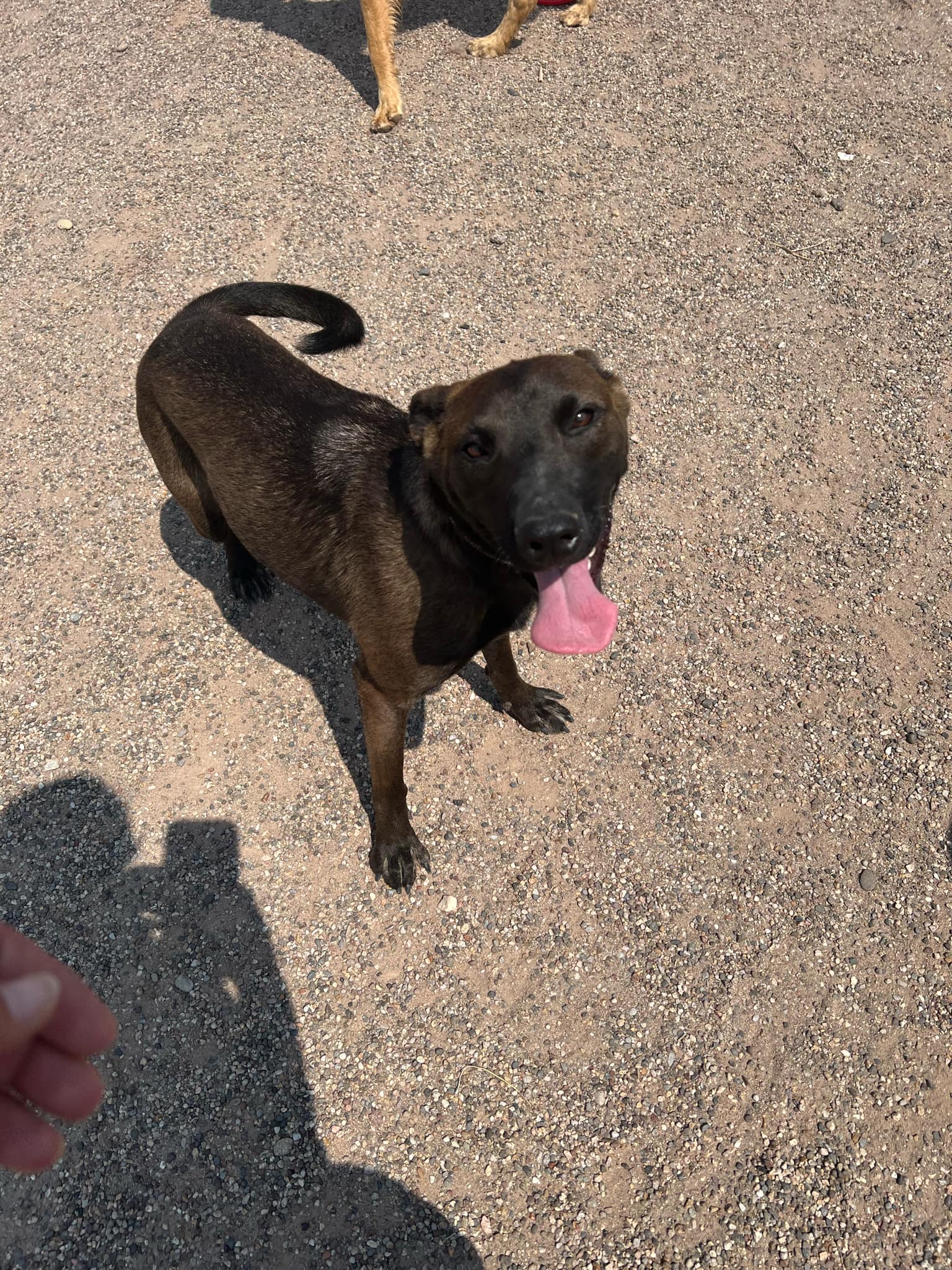 Rizzo, a Adoptable Belgian Shepherd / Malinois in Deming, NM image 3/3