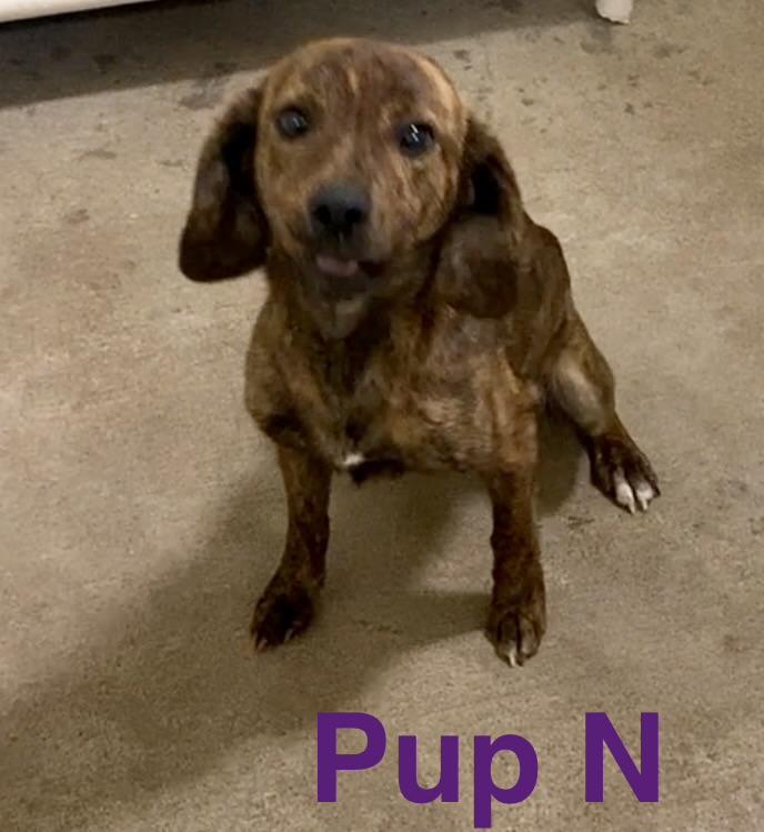 Enlarge Pup N, a ADOPTABLE Mixed Breed in Pomeroy, OH image 2/4