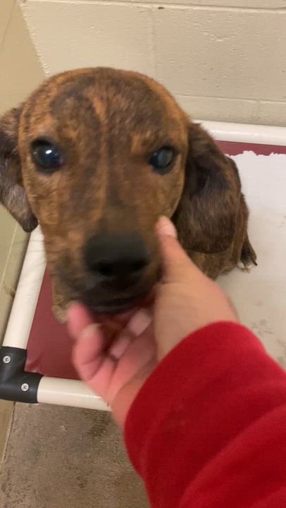 Enlarge Pup N, a ADOPTABLE Mixed Breed in Pomeroy, OH video 4/4