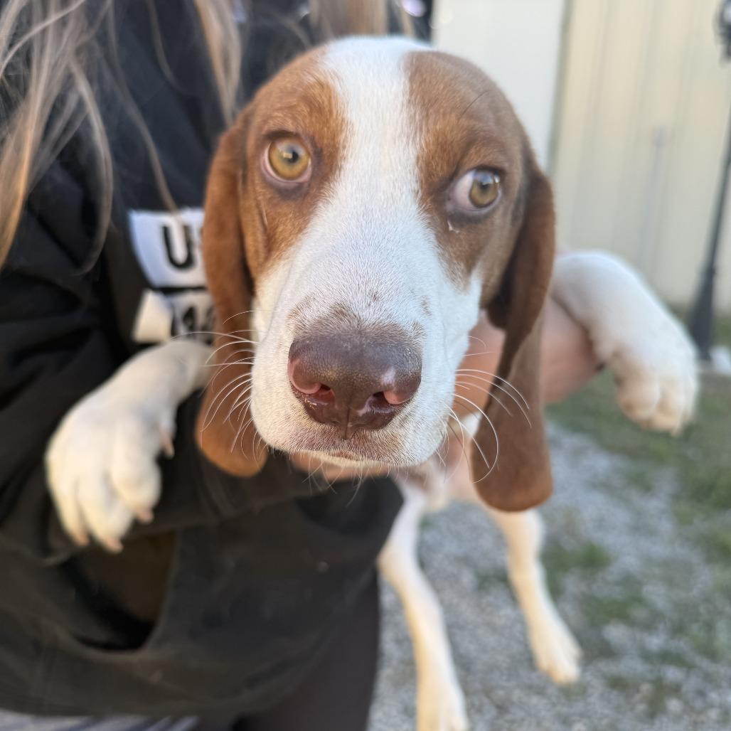 Enlarge Linus, a Adoptable Beagle in Nowata, OK image 1/4