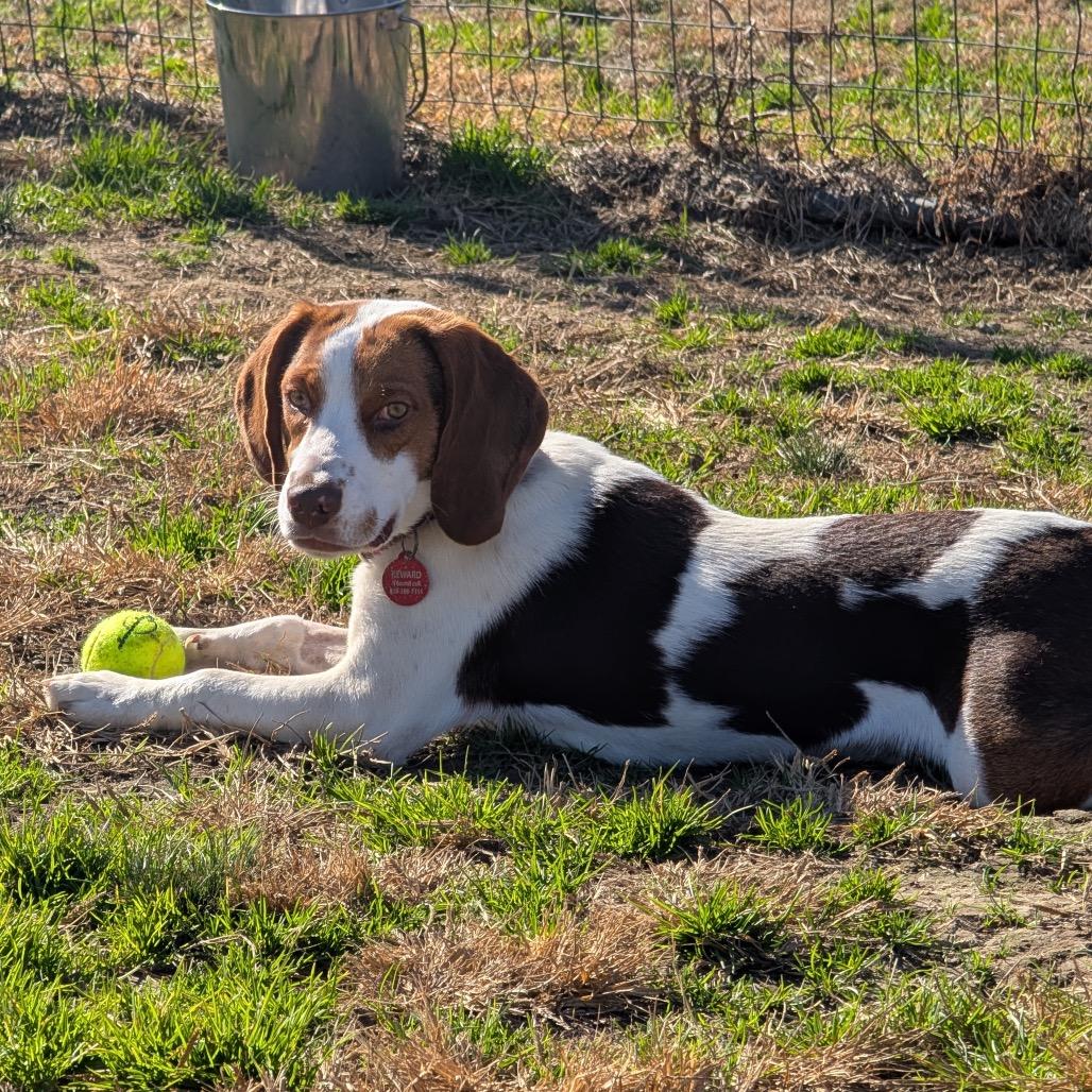 Enlarge Linus, a Adoptable Beagle in Nowata, OK image 3/4