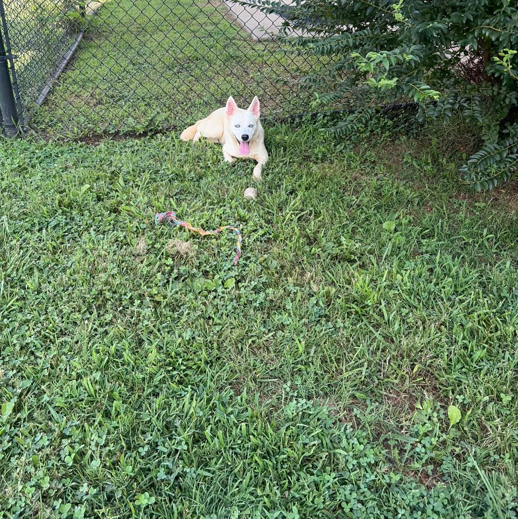 Marci, Adoptable, Young Female Mixed Breed.