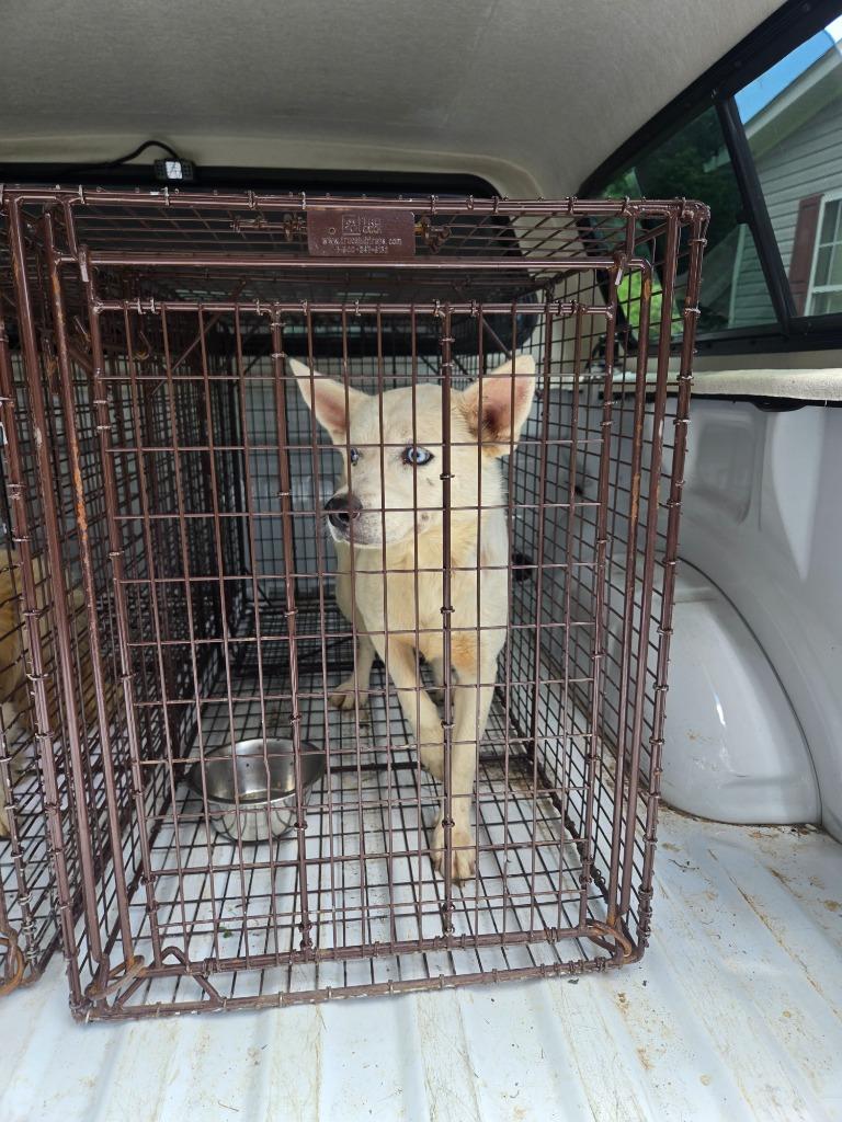 Enlarge Marci, a Adoptable mixed breed in Gallatin, TN image 2/3