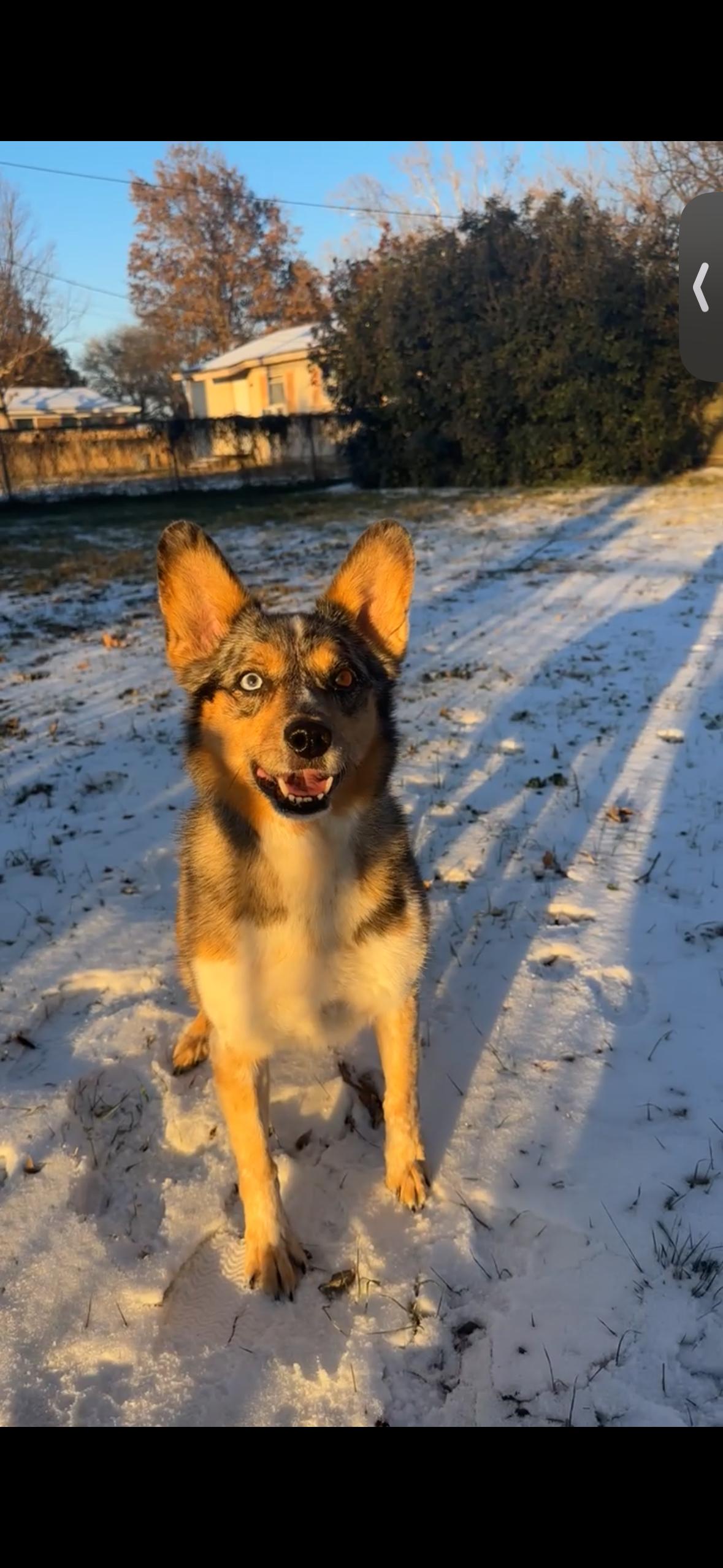 Hank the Cowdog, Adoptable, Adult Male Australian Shepherd & Australian Cattle Dog / Blue Heeler.