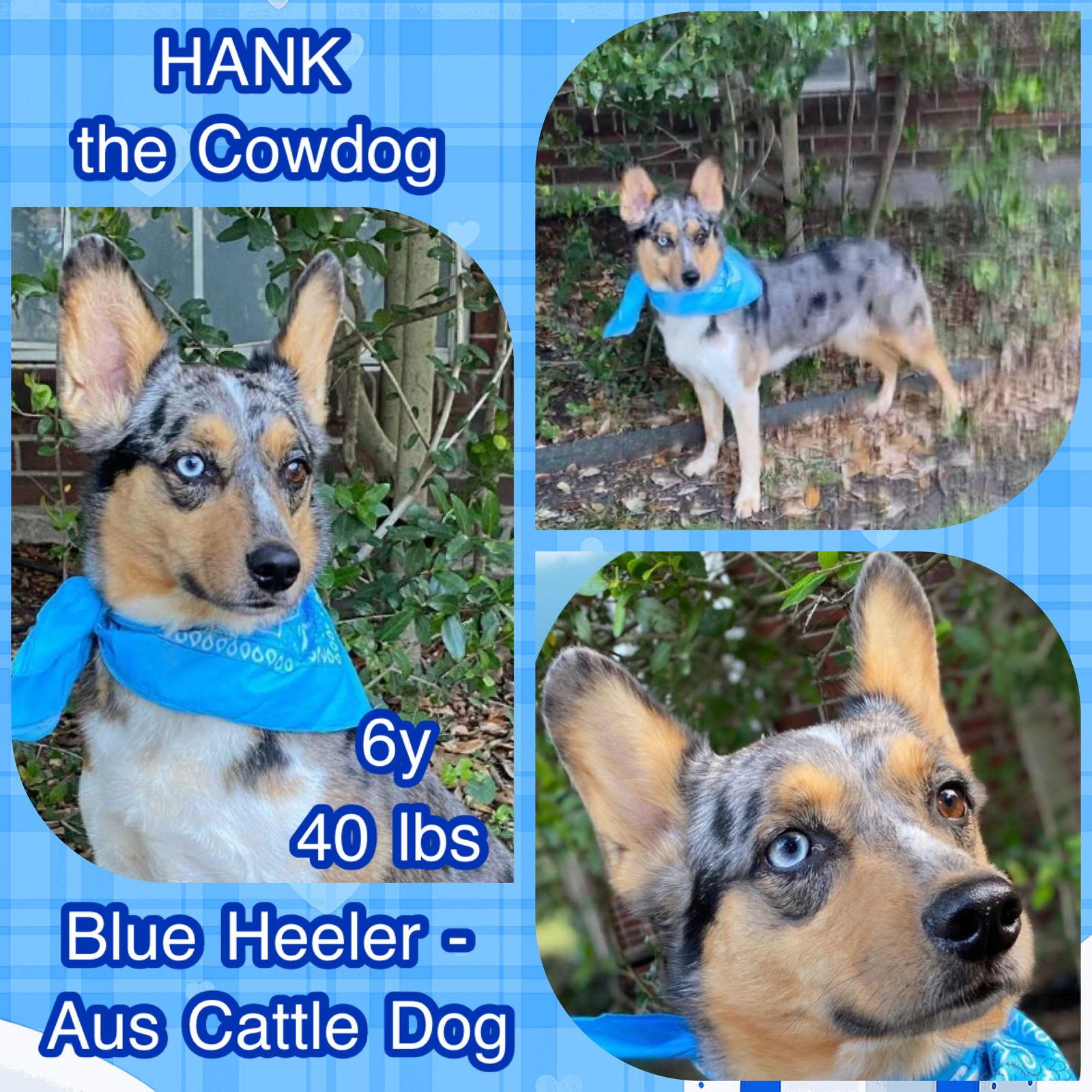 Enlarge Hank the Cowdog, a Adoptable mixed breed in Dallas, TX image 2/2
