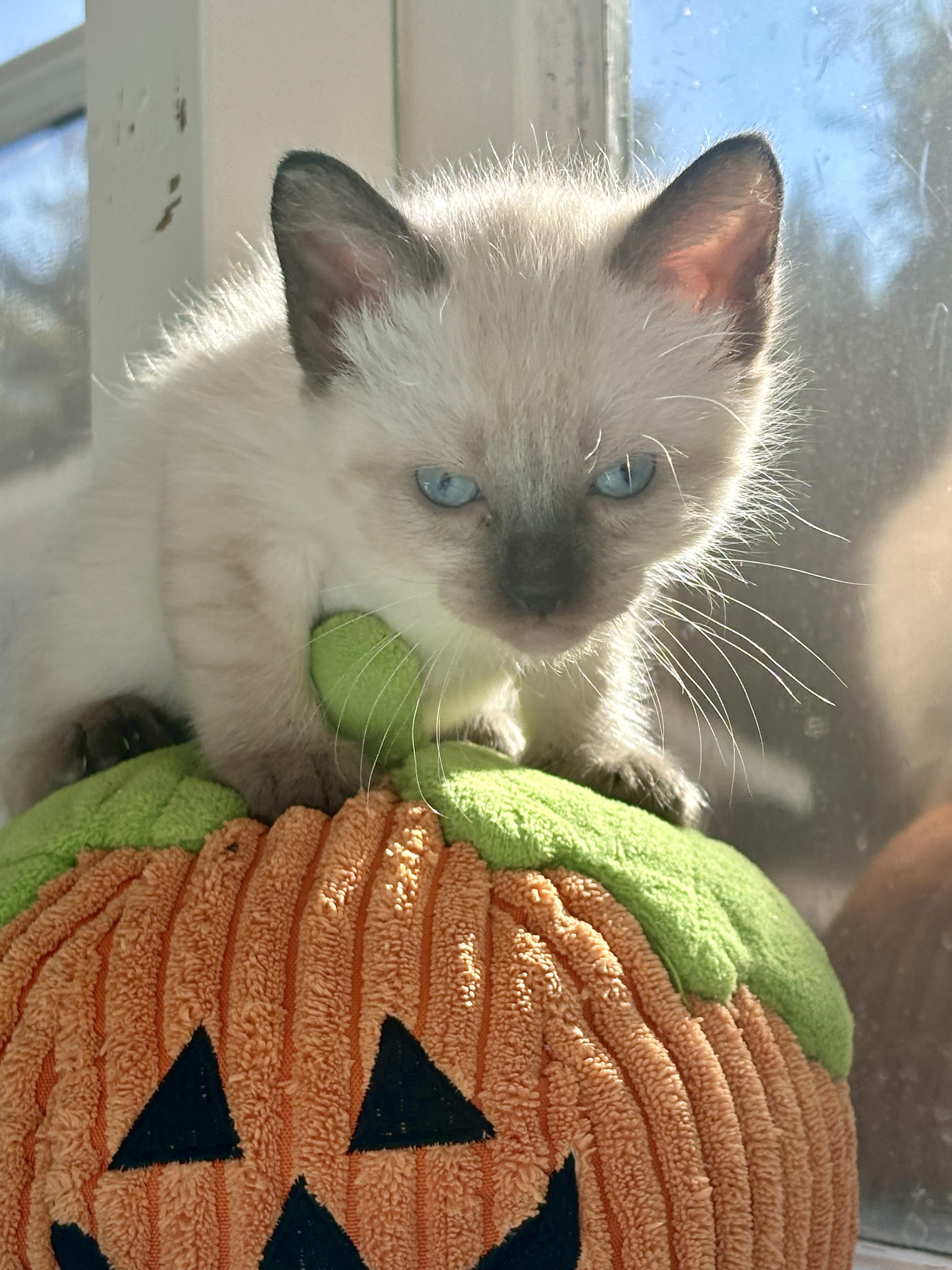 Enlarge Slurp, a Adopted Domestic Short Hair in Langley, BC image 3/4