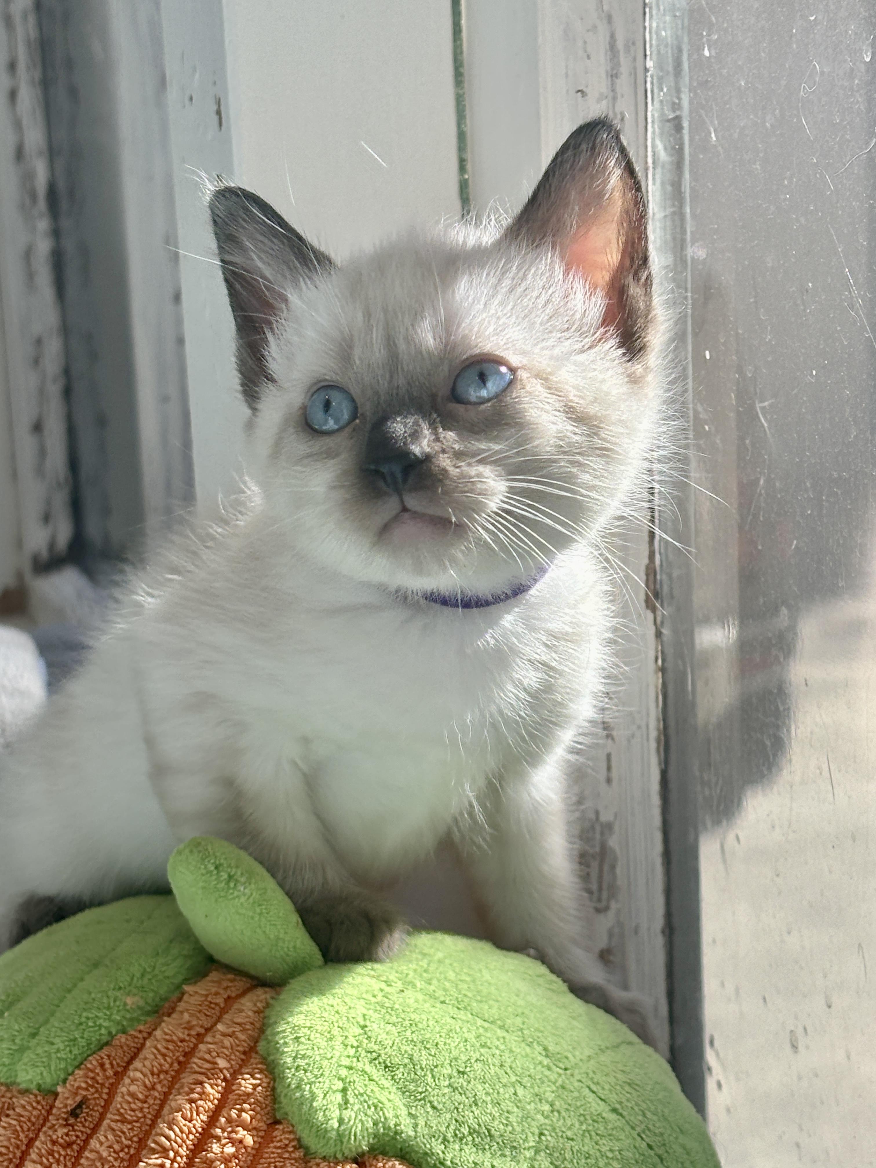 Slurp, Adopted, Kitten Male Domestic Short Hair.