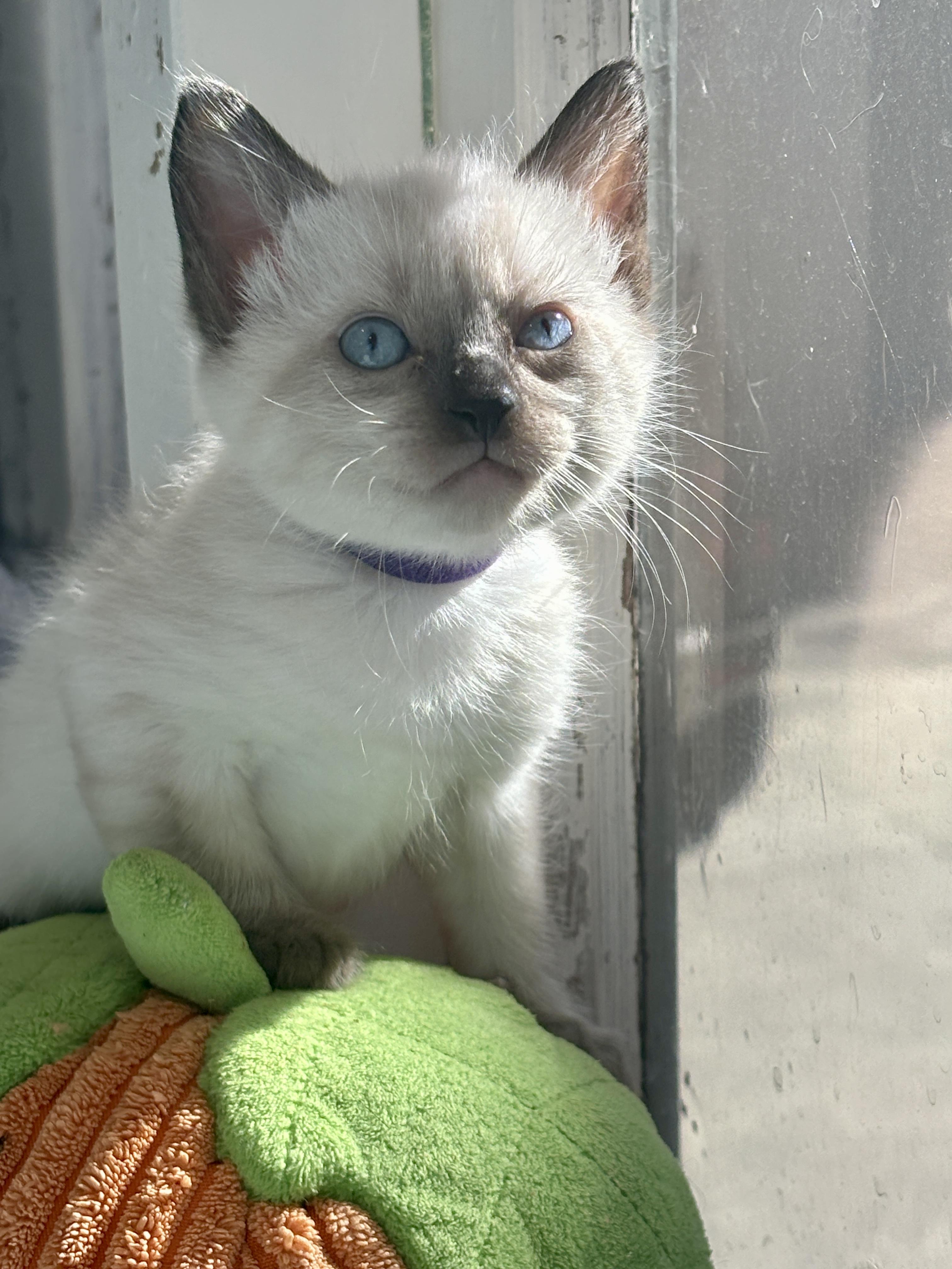 Enlarge Slurp, a Adopted Domestic Short Hair in Langley, BC image 2/4