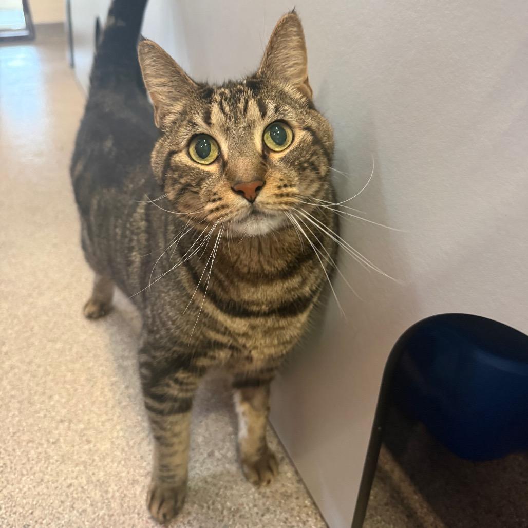 Homer, Adoptable, Senior Male Domestic Short Hair.