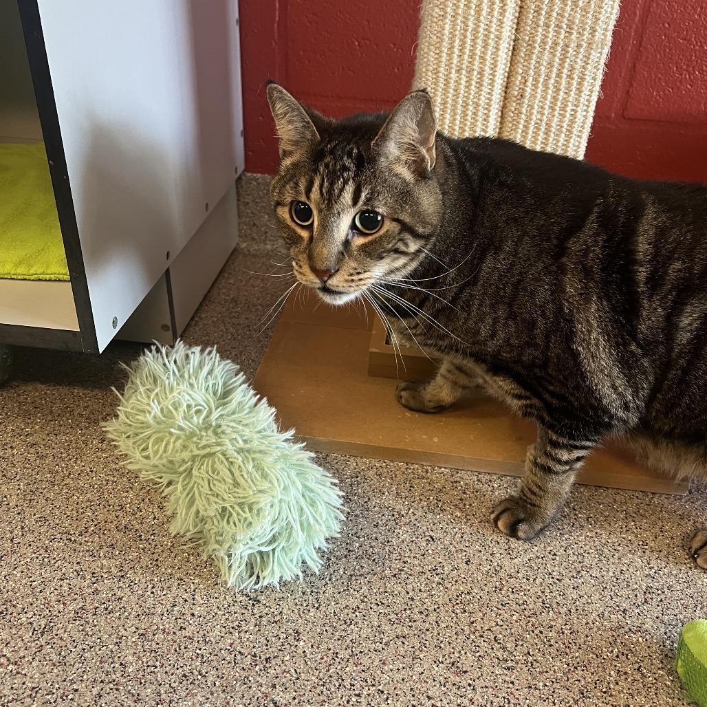 Enlarge Homer, a Adoptable Domestic Short Hair in Sarasota, FL image 2/6