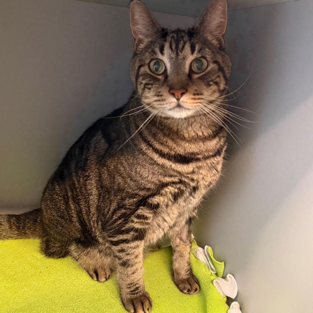 Enlarge Homer, a Adoptable Domestic Short Hair in Sarasota, FL image 3/6