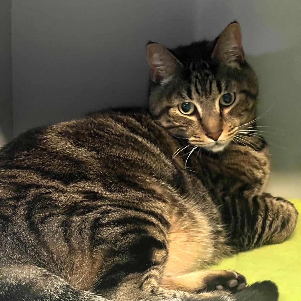 Enlarge Homer, a Adoptable Domestic Short Hair in Sarasota, FL image 4/6