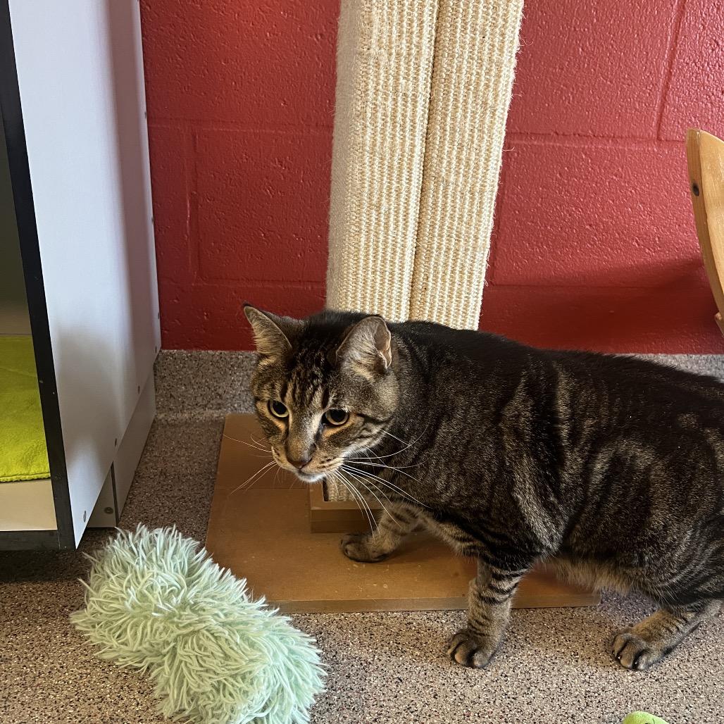 Enlarge Homer, a Adoptable Domestic Short Hair in Sarasota, FL image 5/6