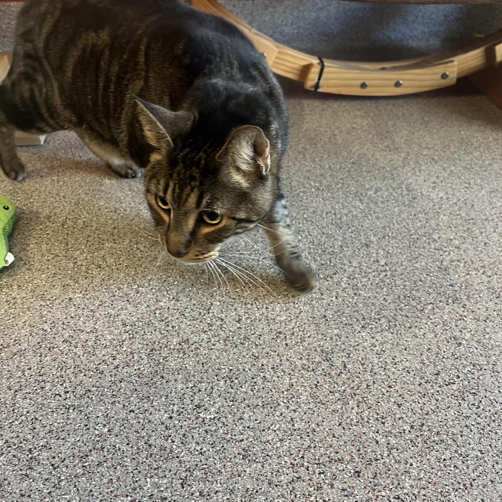 Enlarge Homer, a Adoptable Domestic Short Hair in Sarasota, FL image 6/6