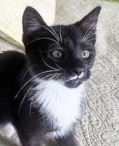 Francie, ADOPTABLE, Kitten Female Tuxedo.