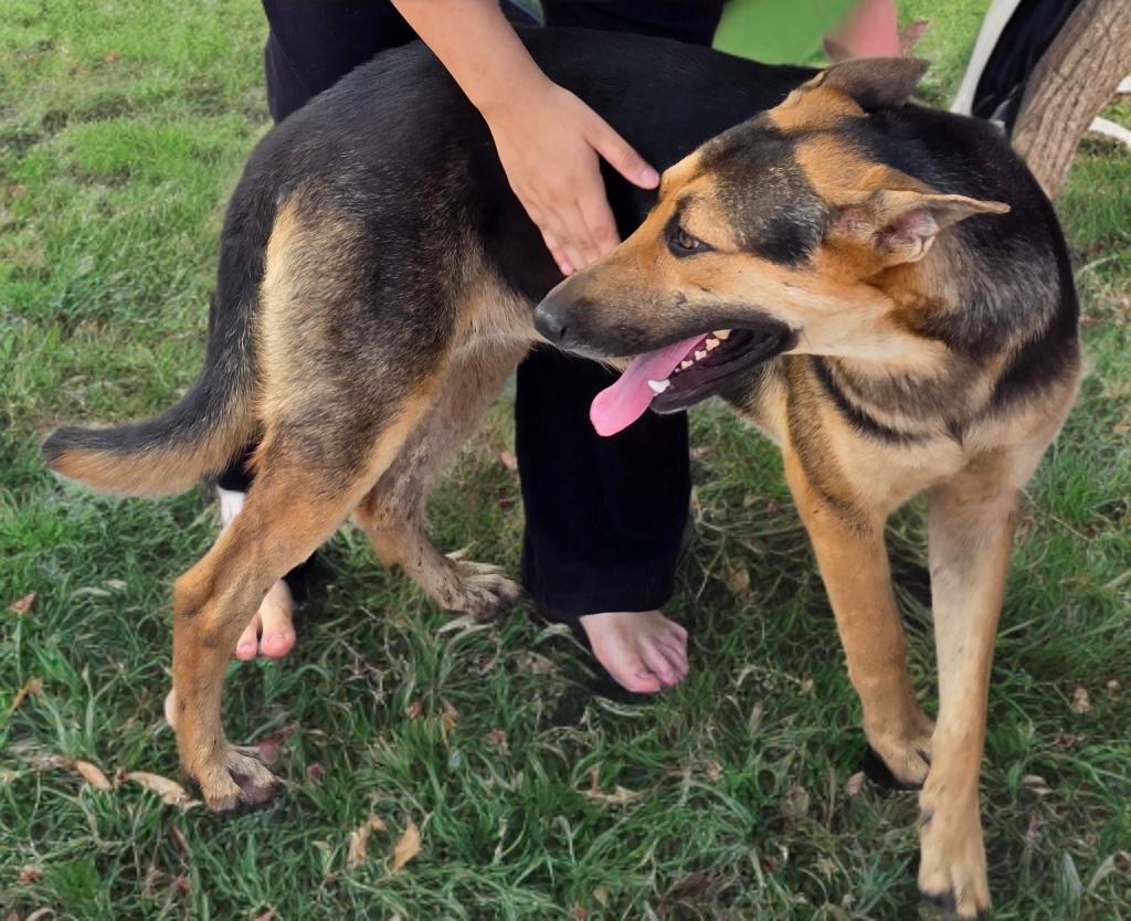 Enlarge Chelo, a Adoptable mixed breed in Leland, NC image 5/6