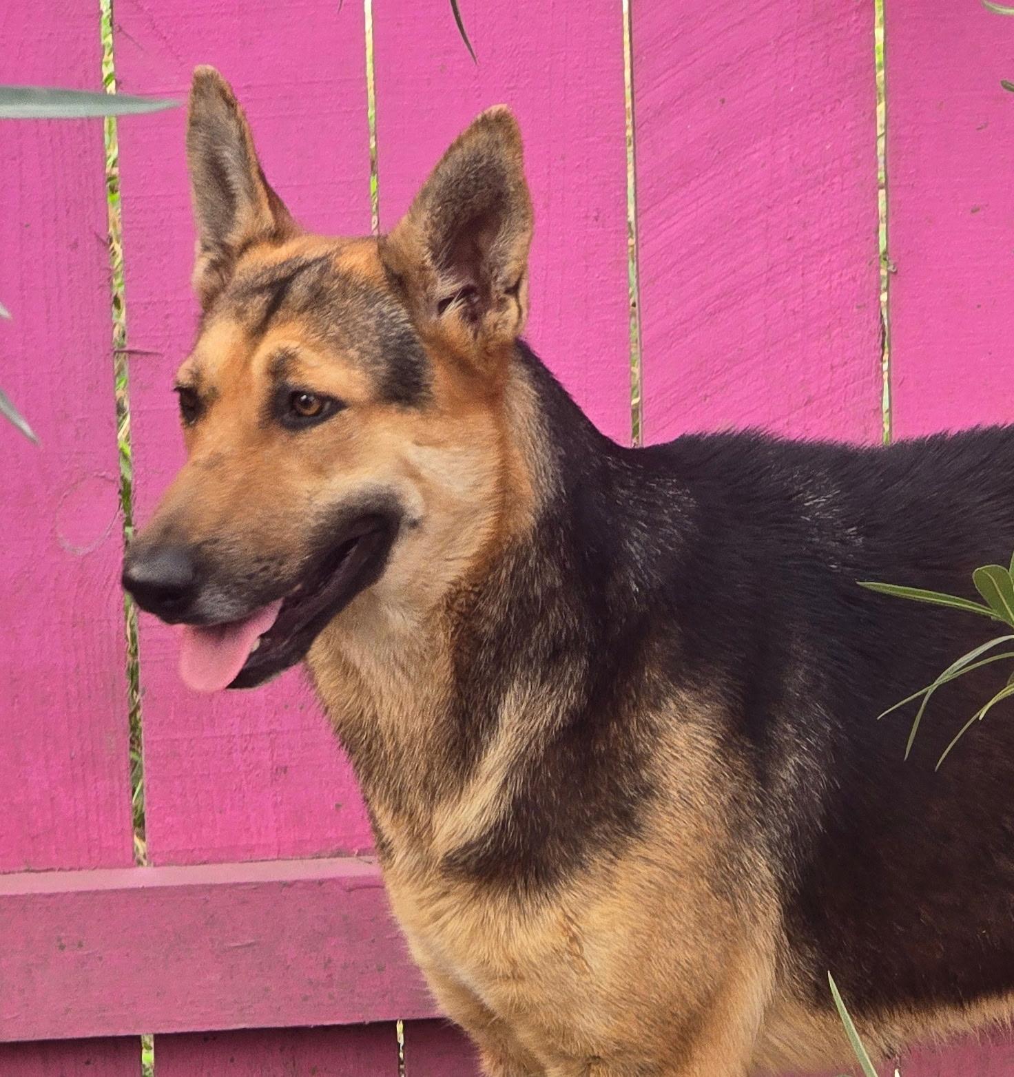 Enlarge Chelo, a Adoptable mixed breed in Leland, NC image 4/6