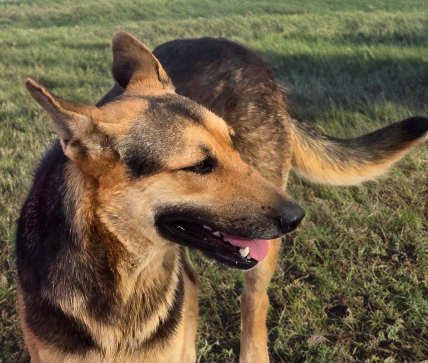 Enlarge Chelo, a Adoptable mixed breed in Leland, NC image 2/6