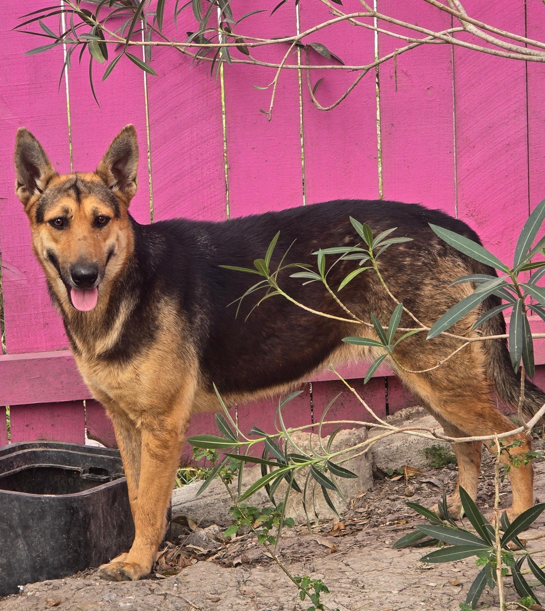 Enlarge Chelo, a Adoptable mixed breed in Leland, NC image 1/6