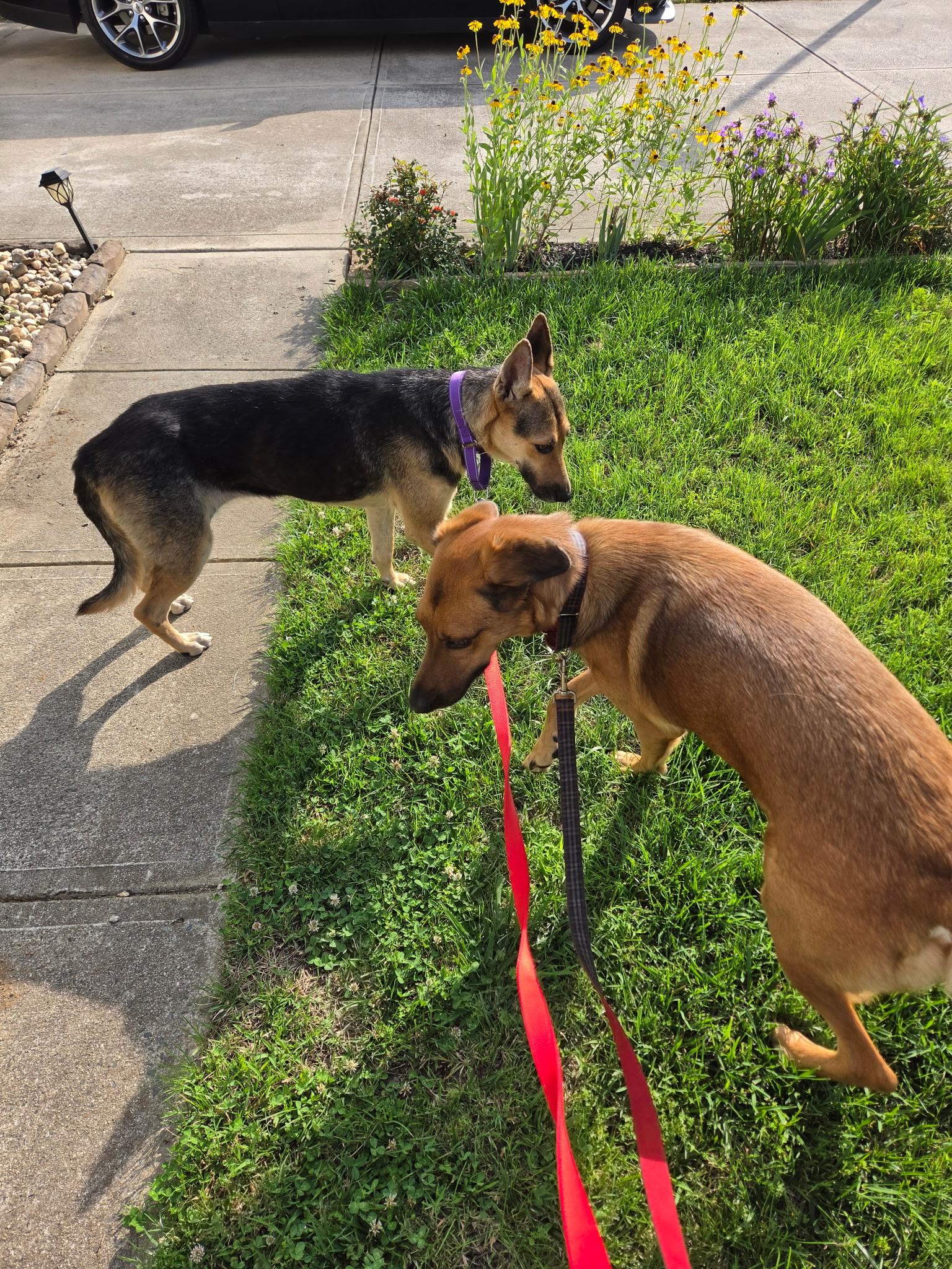 Enlarge Chelo, a Adoptable mixed breed in Leland, NC image 6/6