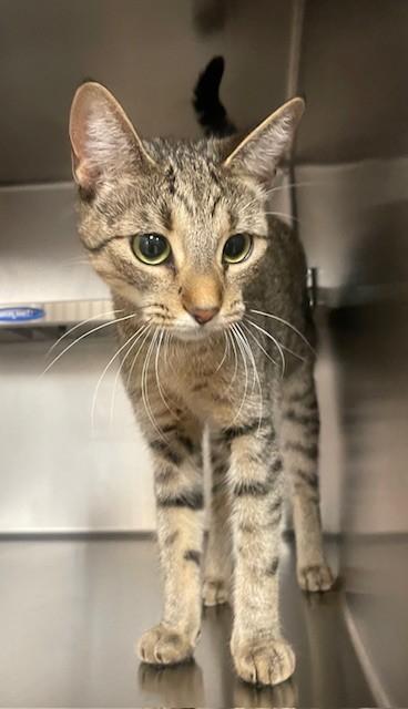 Kitty, ADOPTABLE, Young Female Domestic Short Hair.