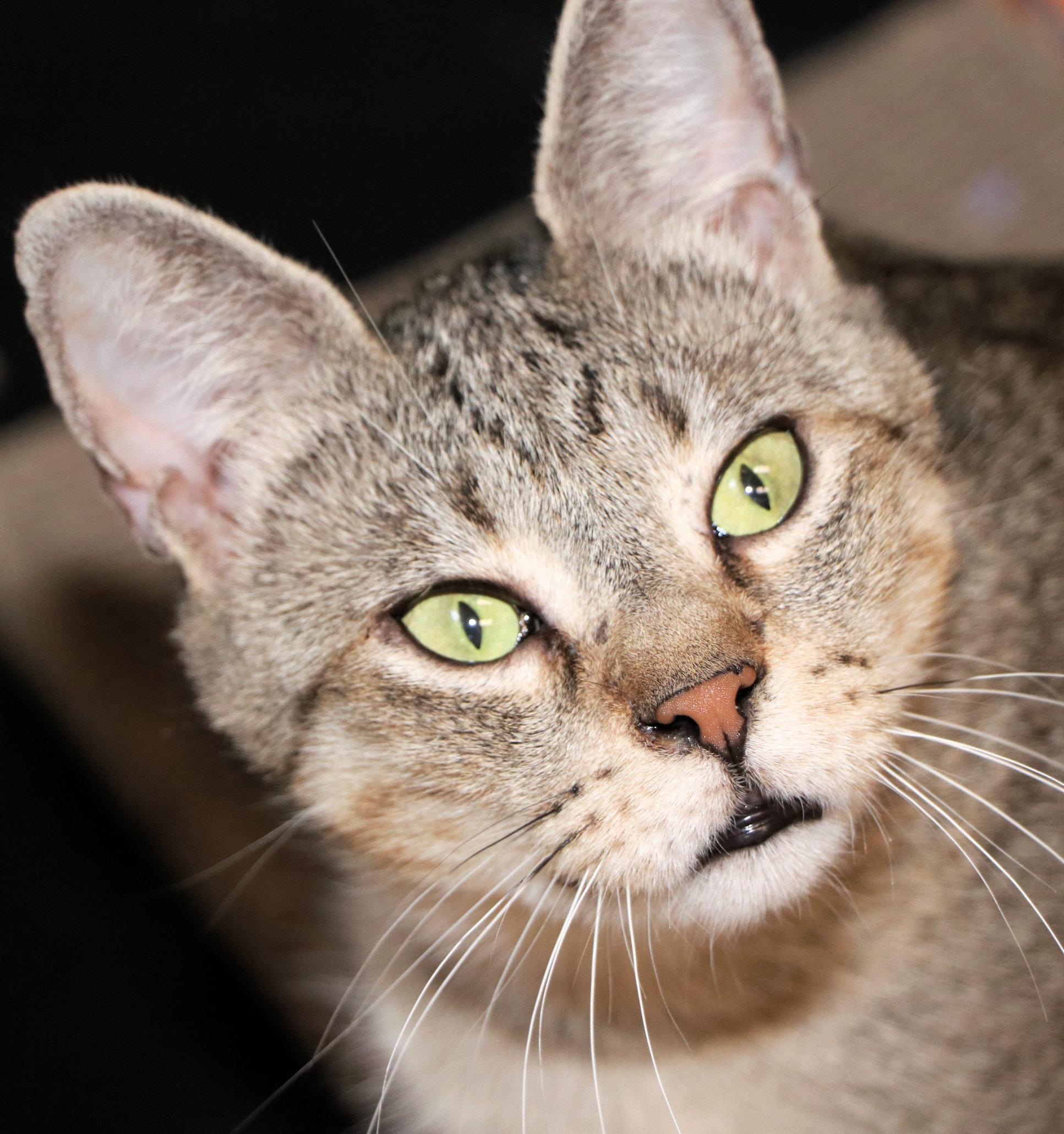 Enlarge Bella, an adopted Domestic Short Hair in Cincinnati, OH image 1/2