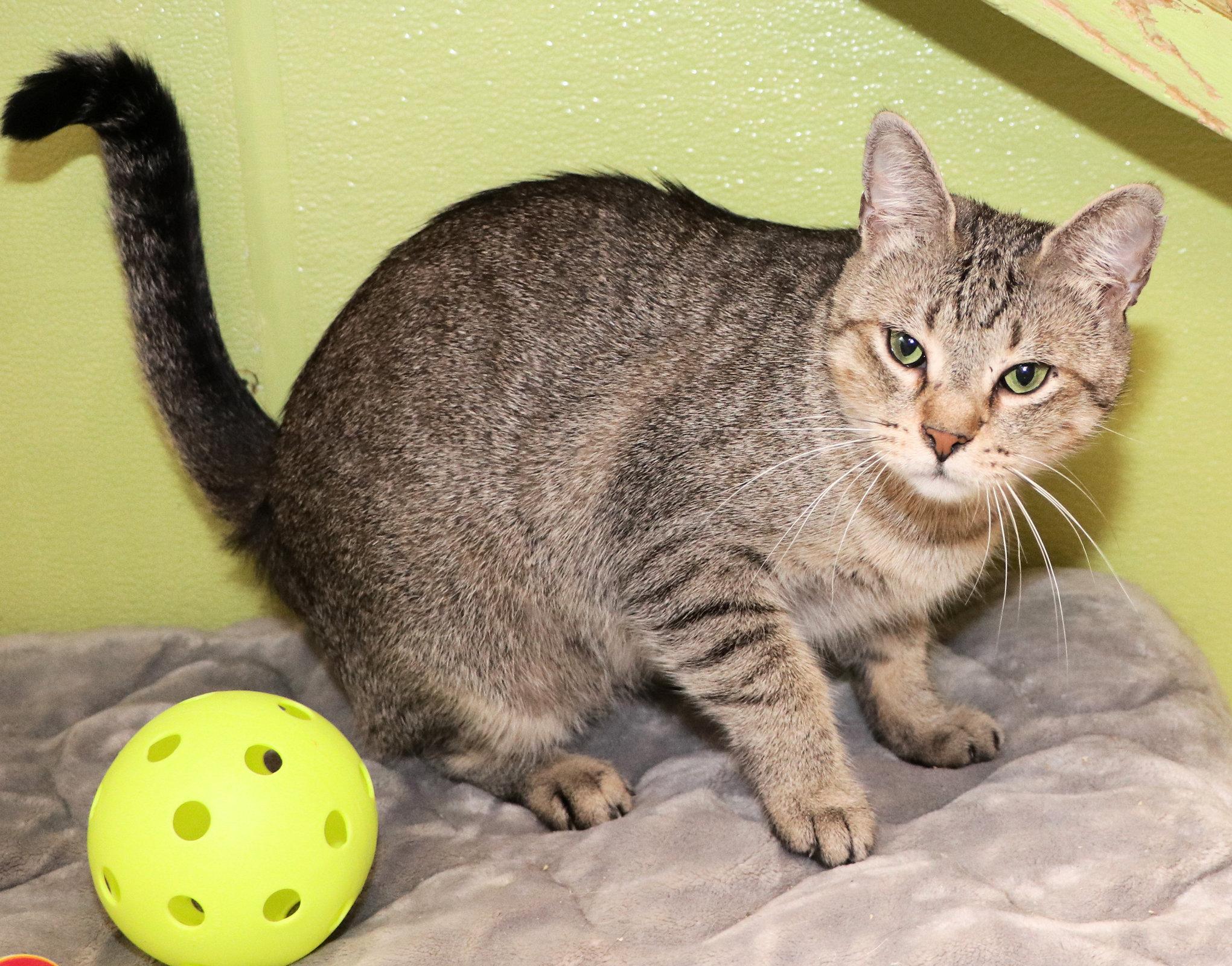 Enlarge Bella, an adopted Domestic Short Hair in Cincinnati, OH image 2/2