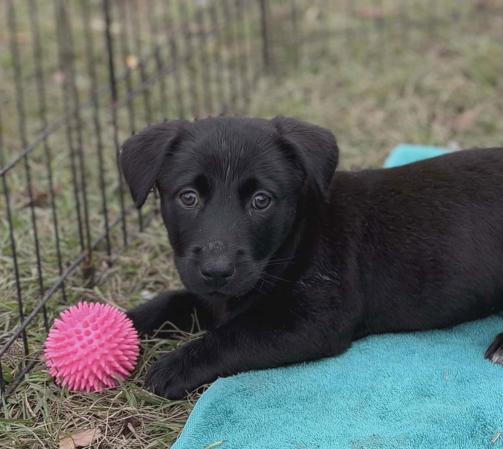 Sadie, a Adoptable Black Labrador Retriever in Sanford, FL image 2/2