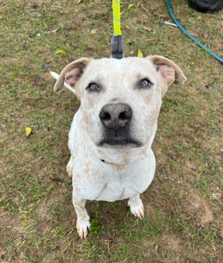 Enlarge Domino, a Adoptable Australian Cattle Dog / Blue Heeler in Austin, TX image 1/1