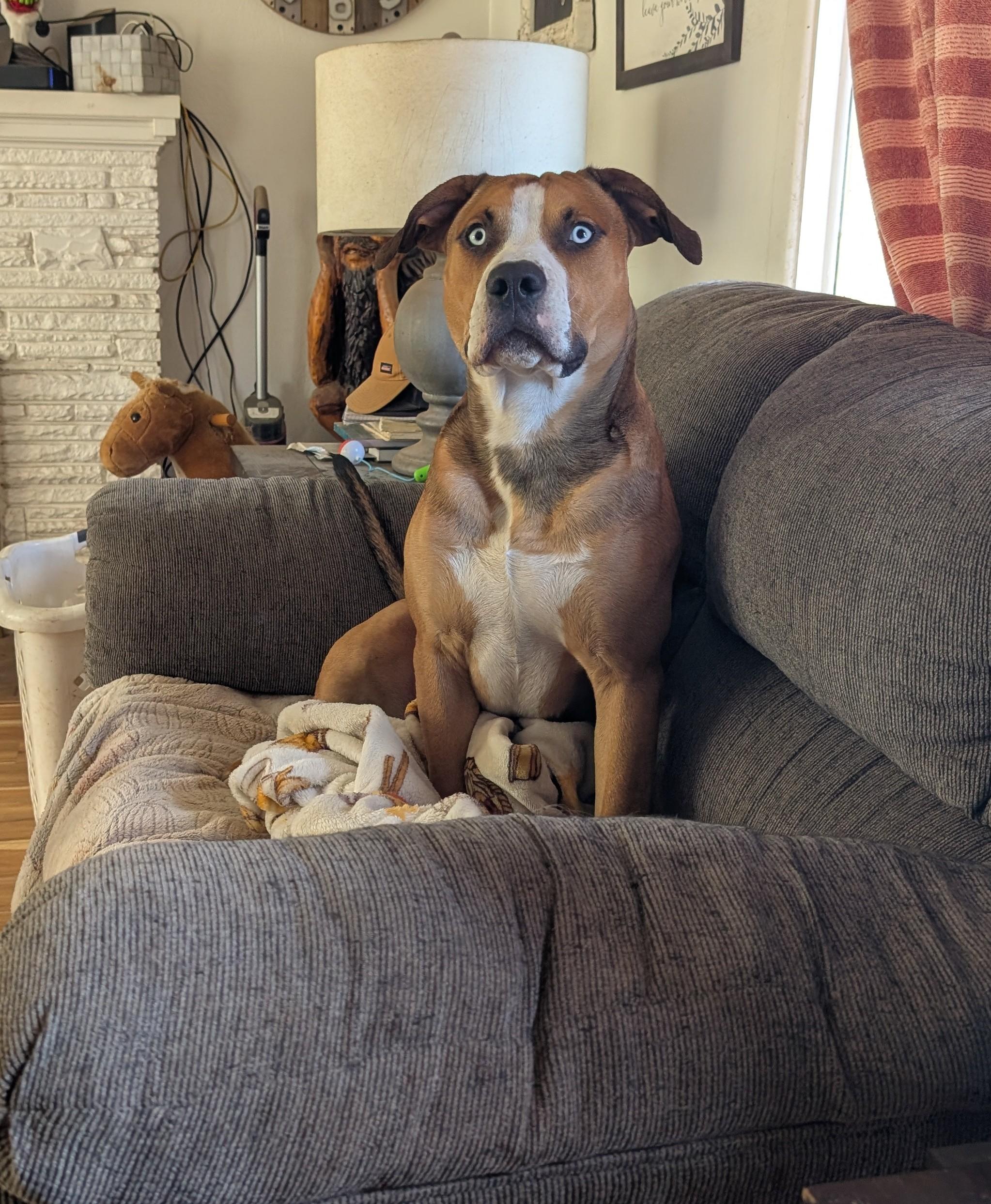 Koda, Adoptable, Young Male Pit Bull Terrier.