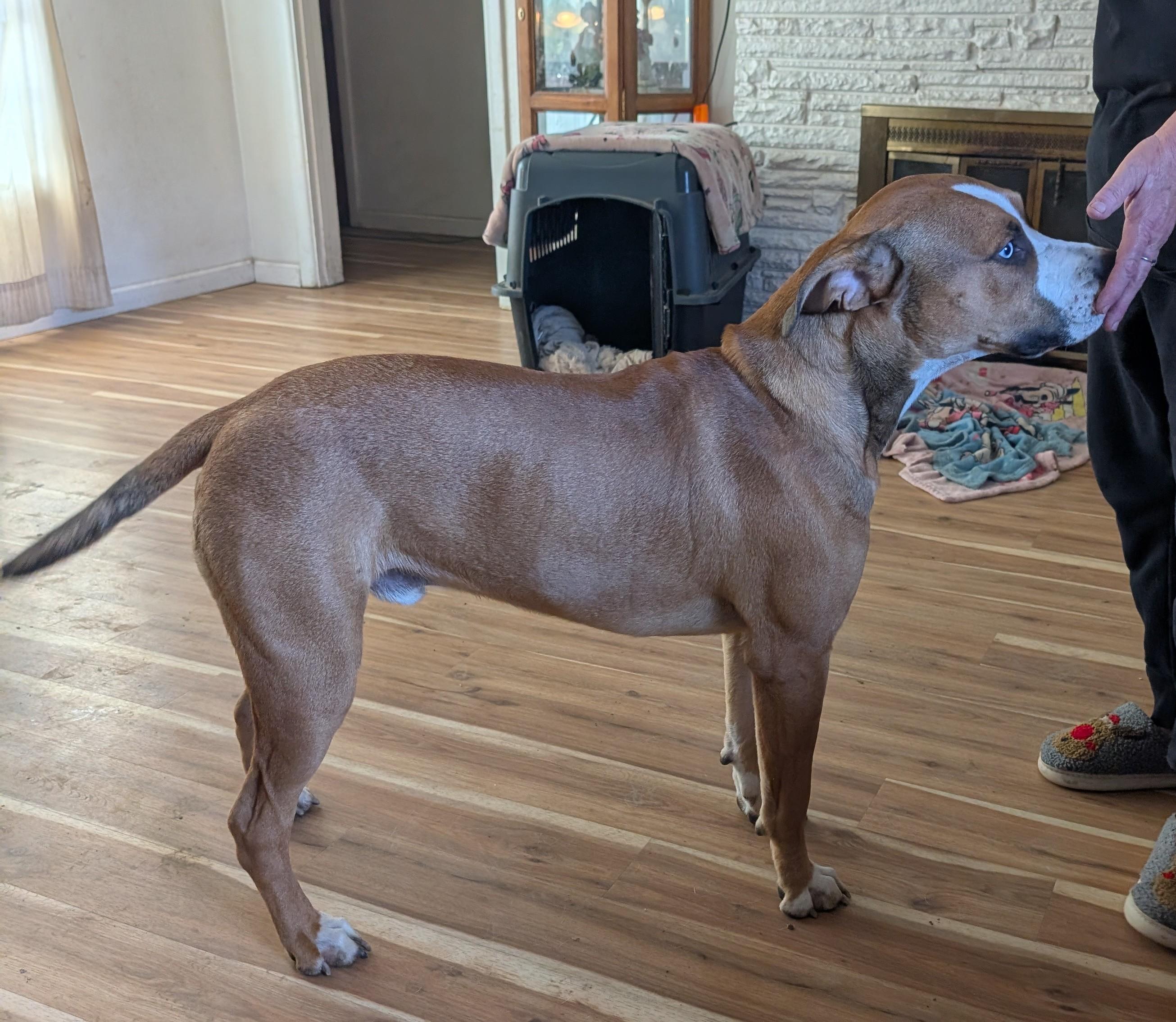 Koda, a Adoptable mixed breed in Albany, OR image 2/4