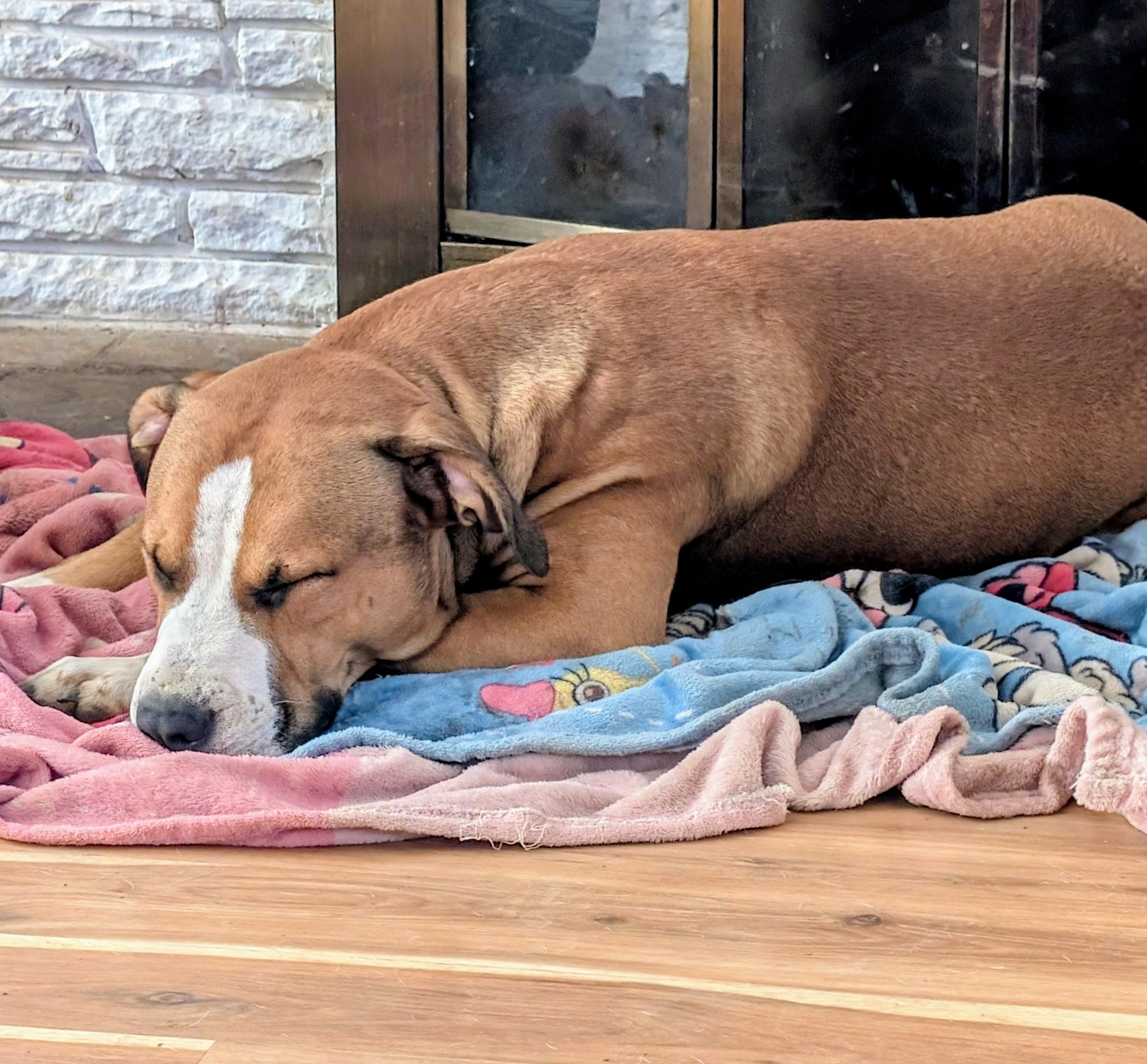 Koda, a Adoptable mixed breed in Albany, OR image 3/4