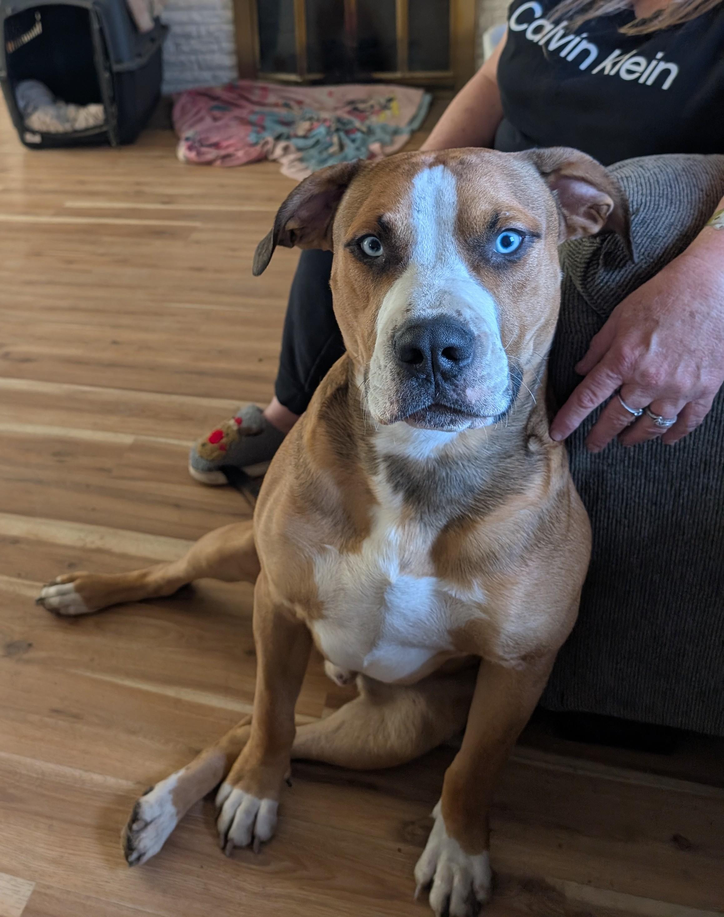 Koda, a Adoptable mixed breed in Albany, OR image 4/4