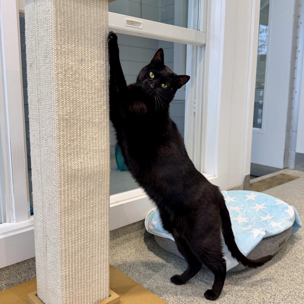 Skeeter, a Adoptable Domestic Short Hair in East Hampton, NY image 1/6