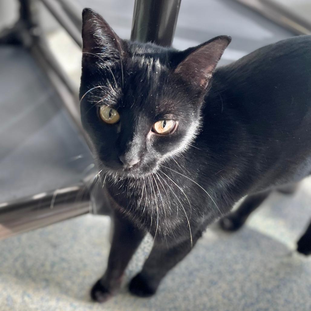 Skeeter, a Adoptable Domestic Short Hair in East Hampton, NY image 2/6