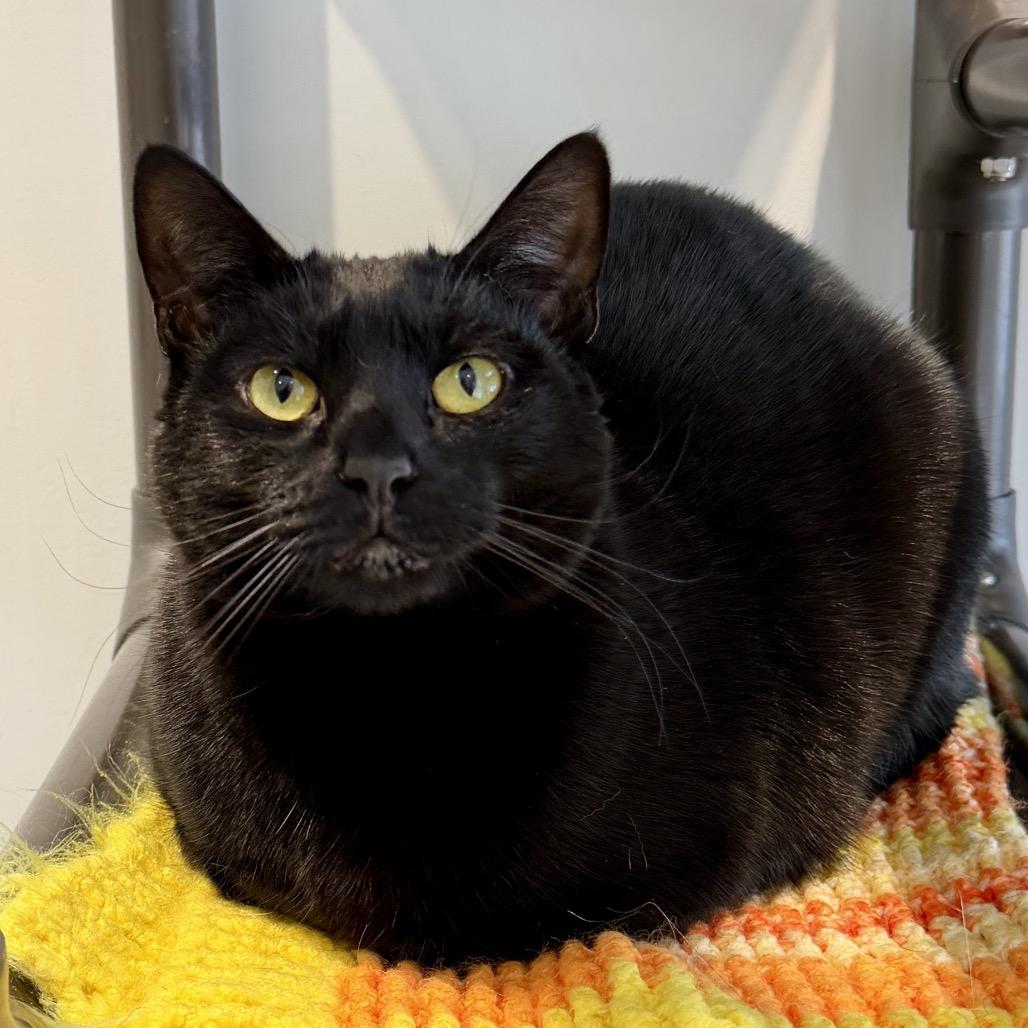 Skeeter, a Adoptable Domestic Short Hair in East Hampton, NY image 3/6