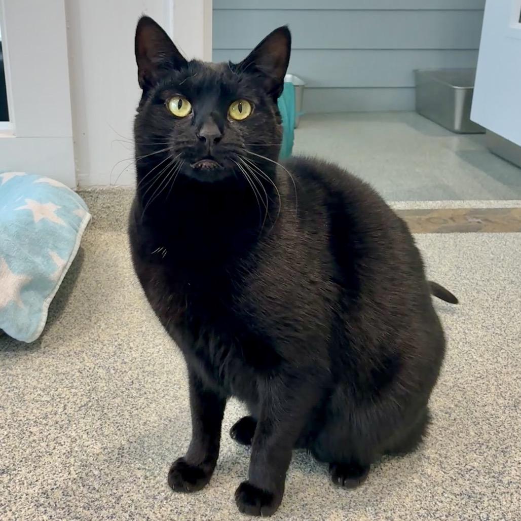 Skeeter, a Adoptable Domestic Short Hair in East Hampton, NY image 4/6