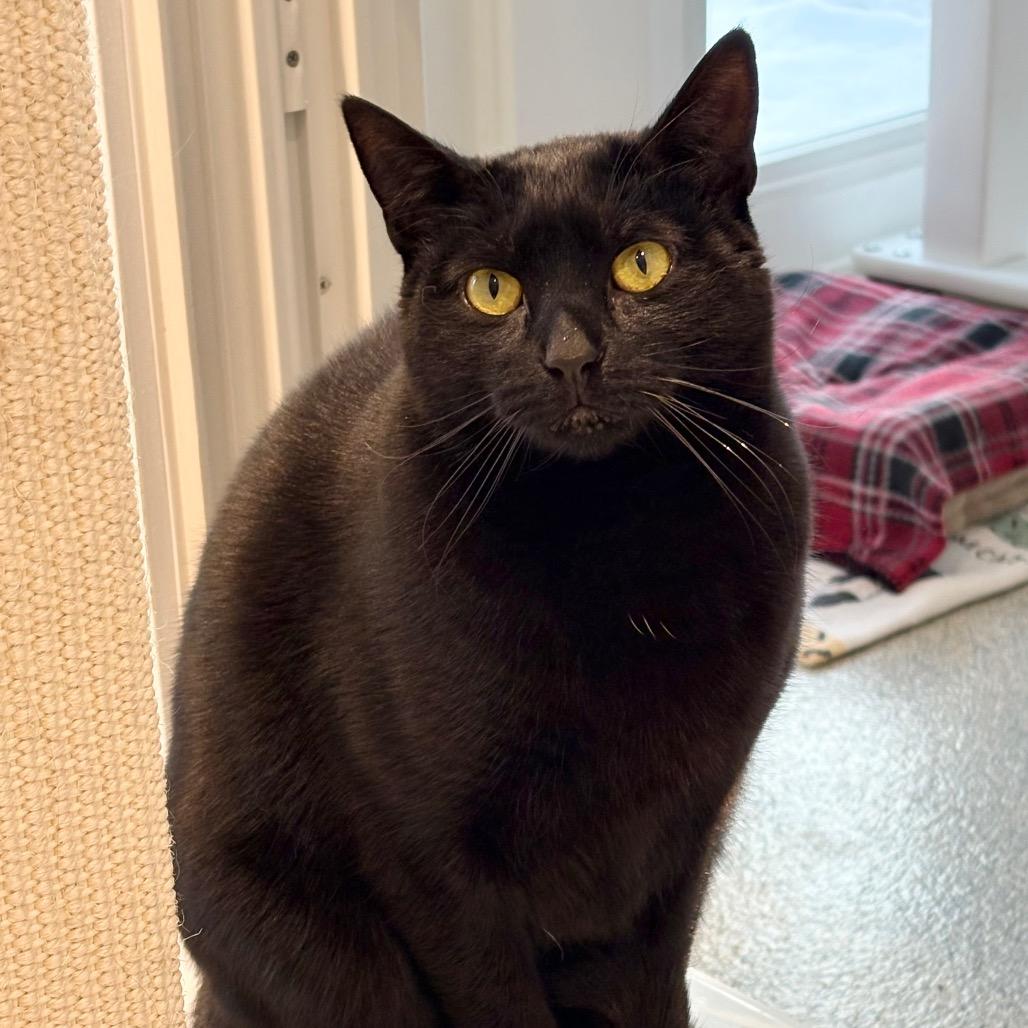 Skeeter, a Adoptable Domestic Short Hair in East Hampton, NY image 5/6