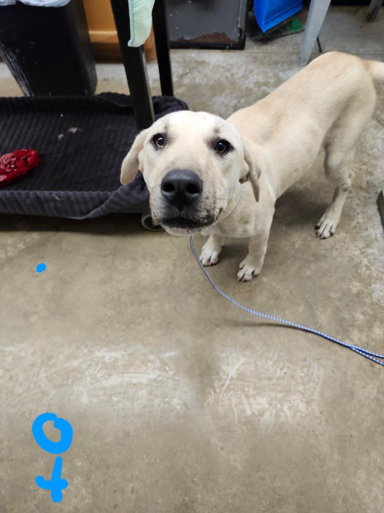 Enlarge August, a Adoptable mixed breed in Lockhart, TX image 1/5