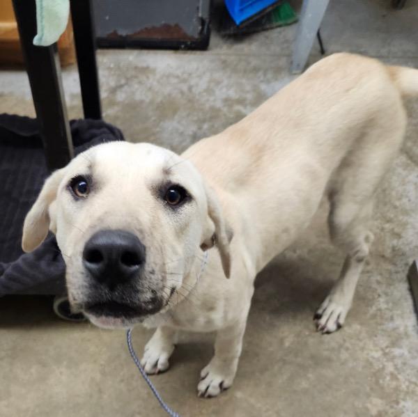 Enlarge August, a Adoptable mixed breed in Lockhart, TX image 2/5