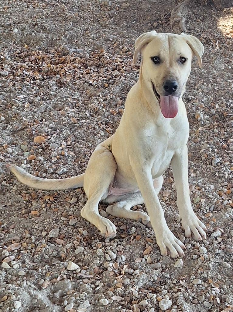 Enlarge August, a Adoptable mixed breed in Lockhart, TX image 3/5