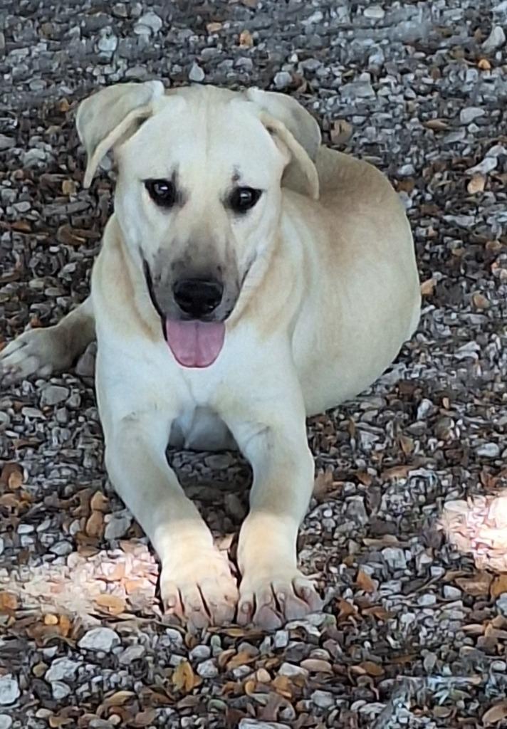 Enlarge August, a Adoptable mixed breed in Lockhart, TX image 4/5